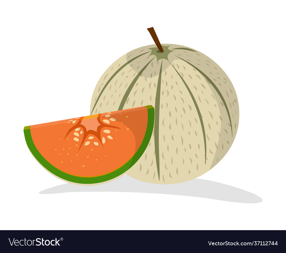 Detail Melon Vector Nomer 29