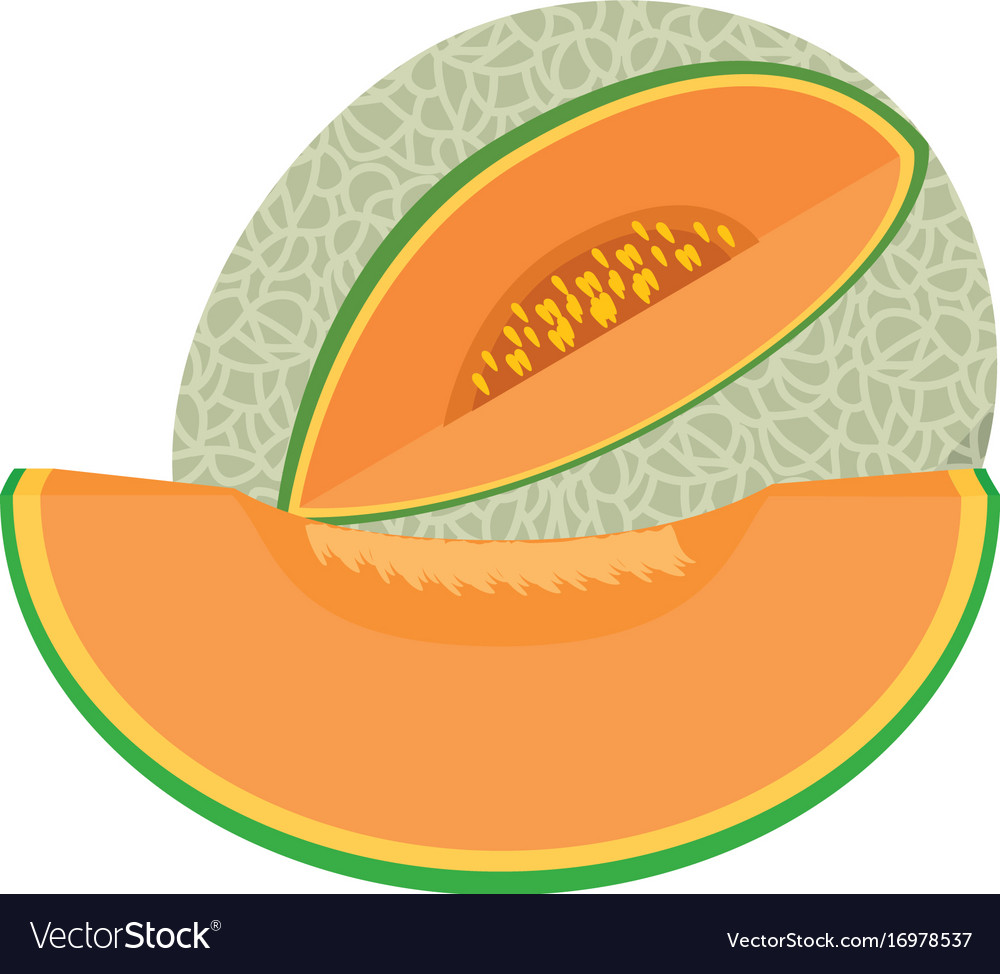 Detail Melon Vector Nomer 4