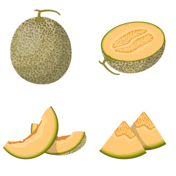 Detail Melon Vector Nomer 35