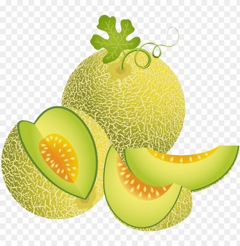 Detail Melon Vector Nomer 5