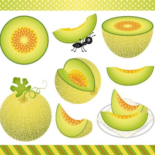 Detail Melon Vector Nomer 48