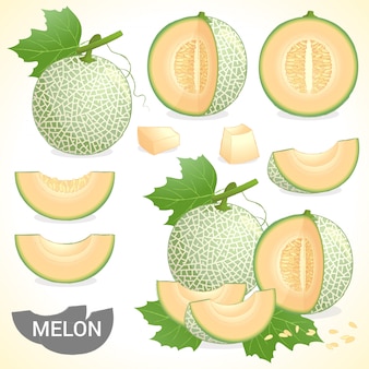 Detail Melon Vector Nomer 6