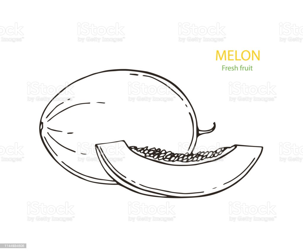 Detail Melon Vector Nomer 49