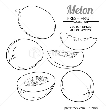 Detail Melon Vector Nomer 57