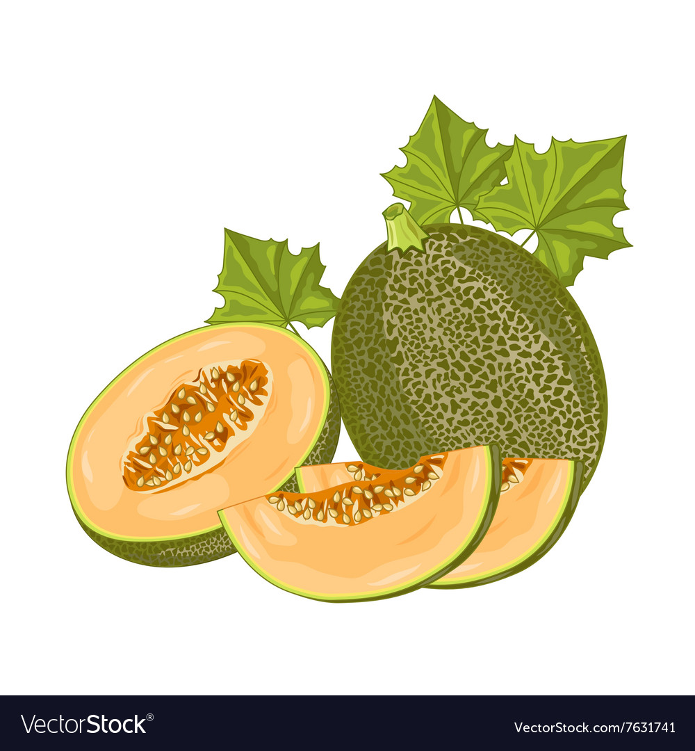 Detail Melon Vector Nomer 8