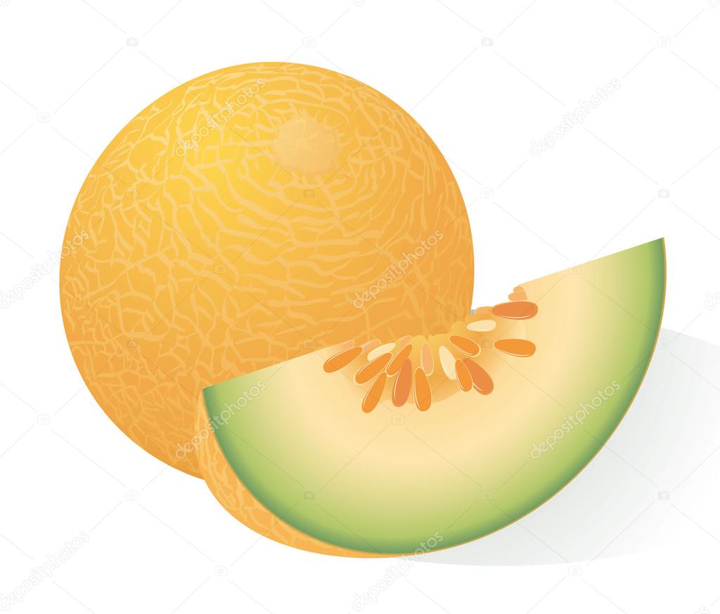 Detail Melon Vector Nomer 9