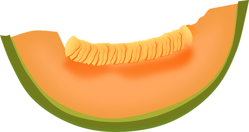 Detail Melon Vector Png Nomer 25