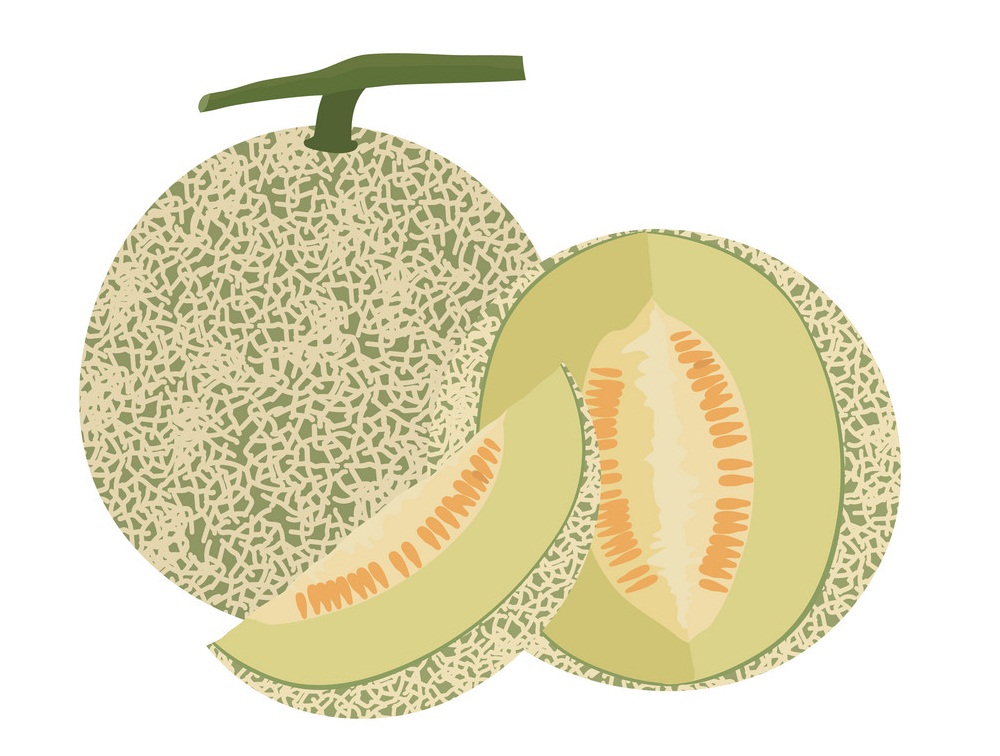 Detail Melons Clipart Nomer 16