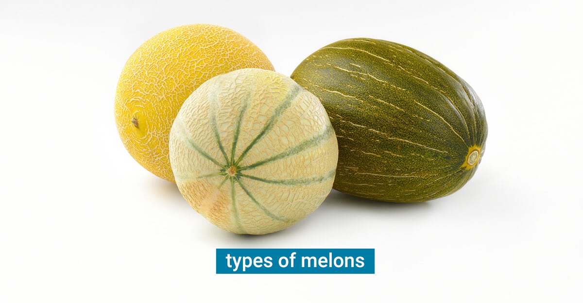 Detail Melons Images Nomer 18