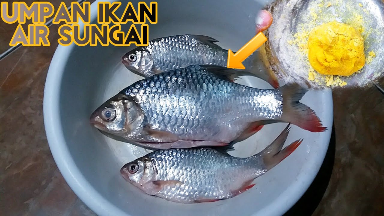 Detail Memancing Ikan Sungai Nomer 15