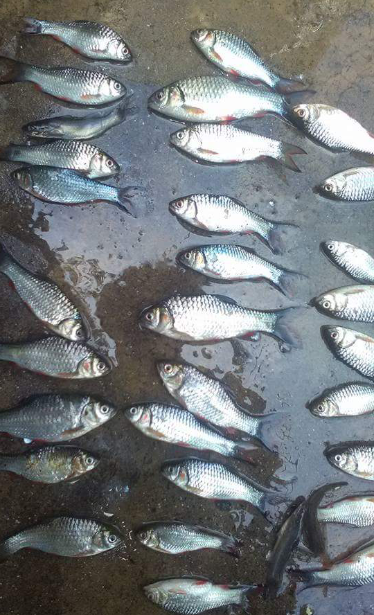 Detail Memancing Ikan Sungai Nomer 44