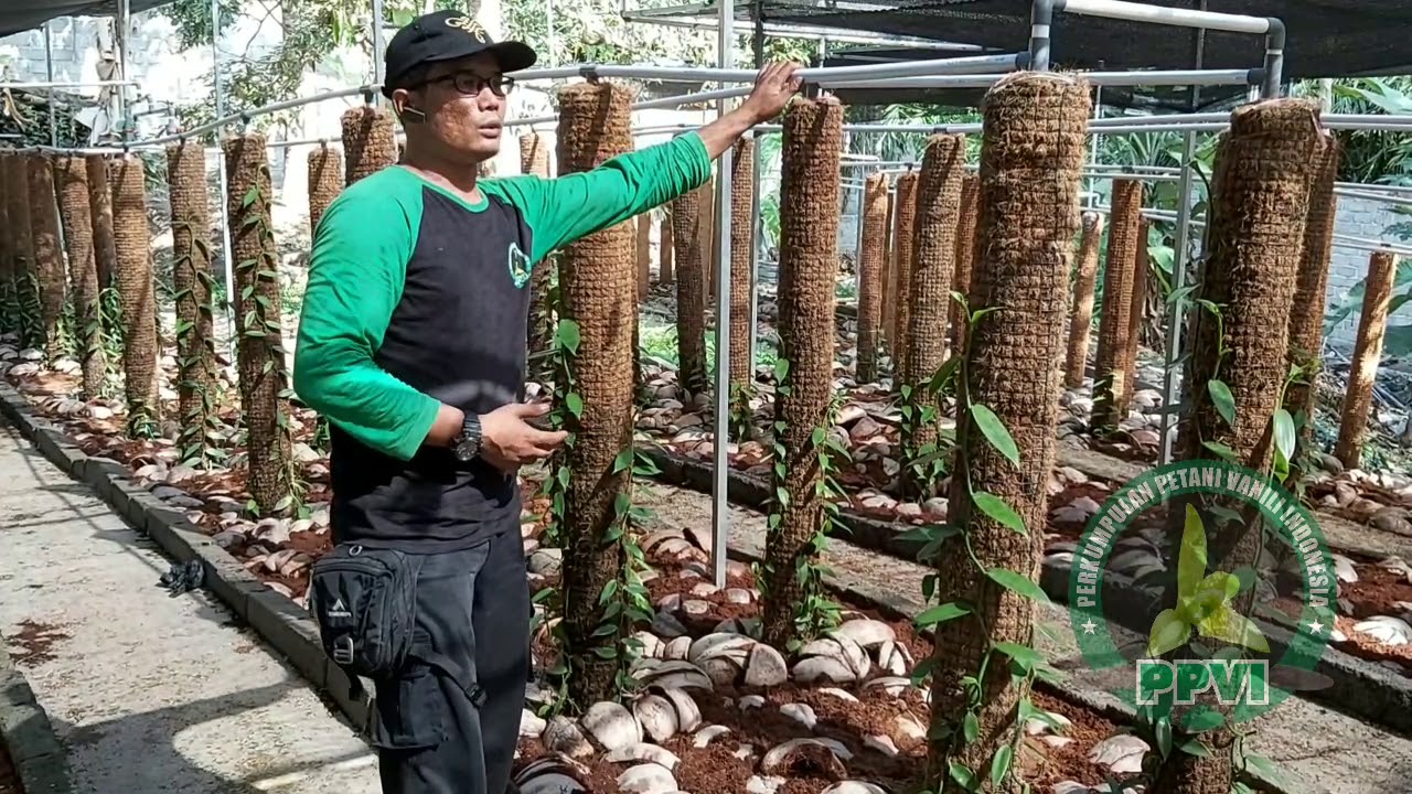 Detail Memanfaatkan Kebun Belakang Rumah Nomer 2