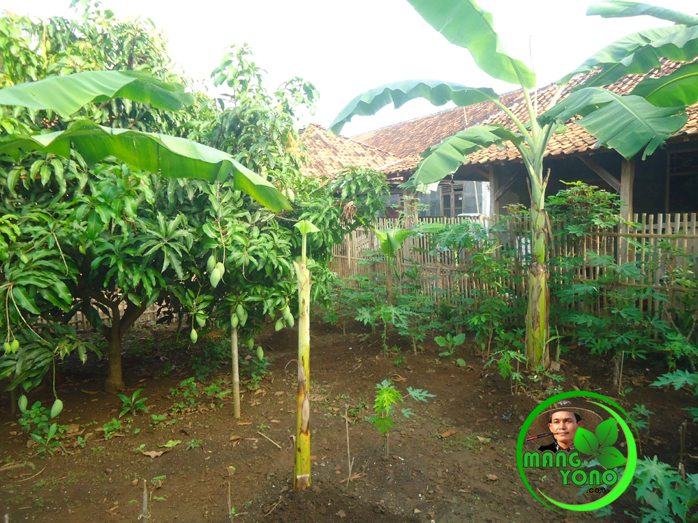 Detail Memanfaatkan Kebun Belakang Rumah Nomer 12