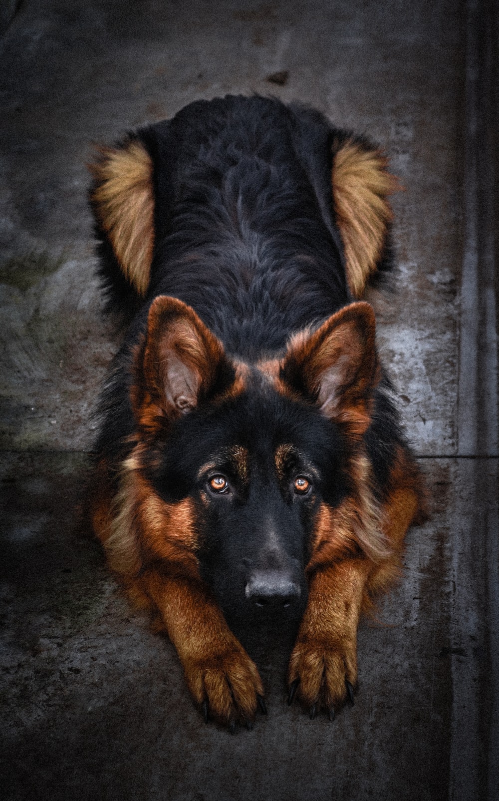 Detail Pics Of German Shepard Dogs Nomer 15