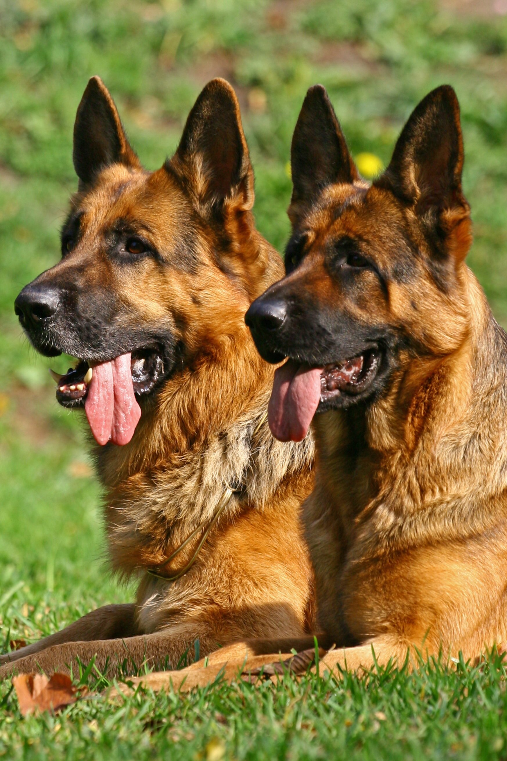 Detail Pics Of German Shepard Dogs Nomer 30