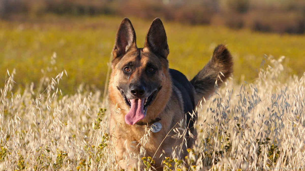 Detail Pics Of German Shepard Dogs Nomer 38