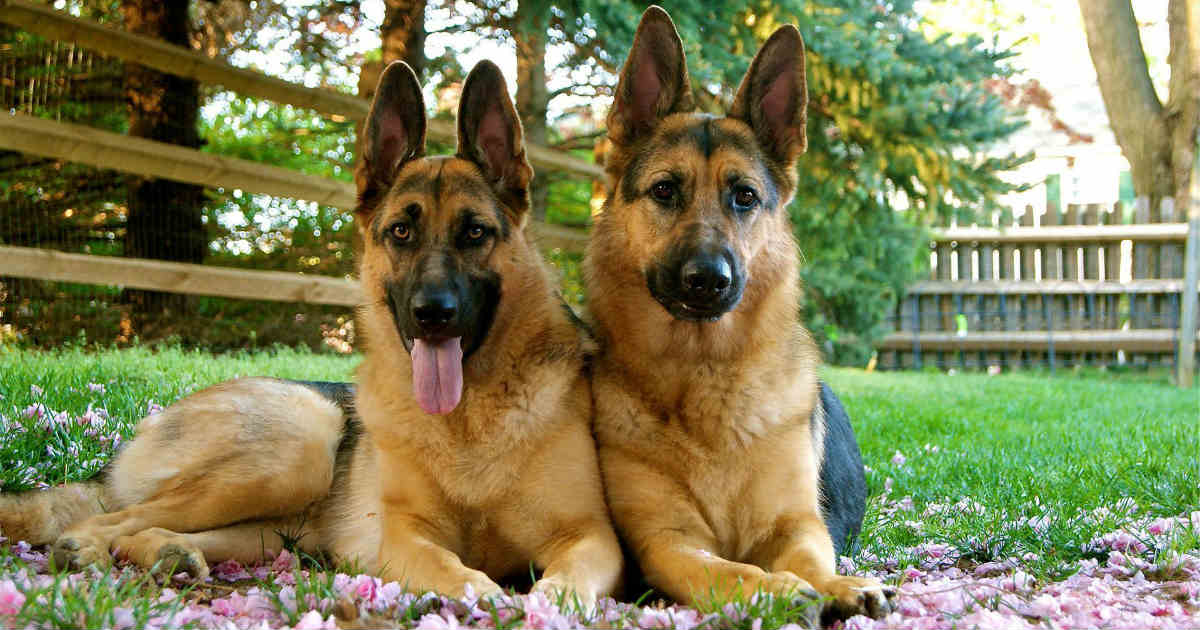 Detail Pics Of German Shepard Dogs Nomer 41