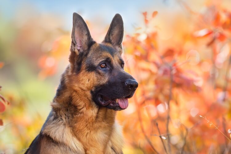 Download Pics Of German Shepard Dogs Nomer 43