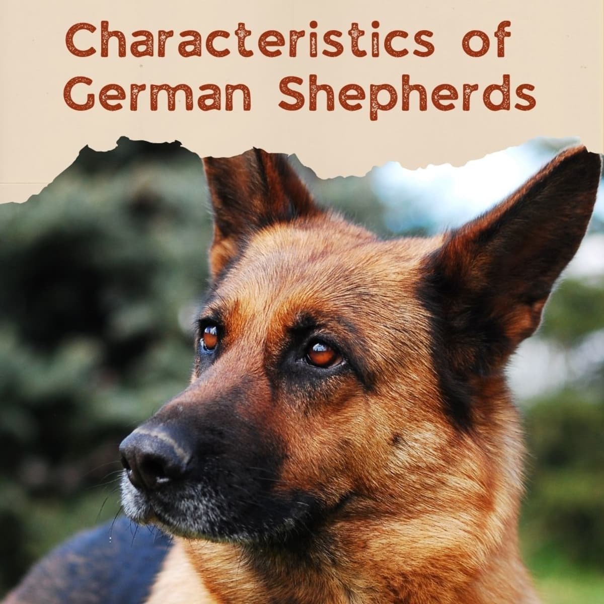 Detail Pics Of German Shepherd Nomer 33