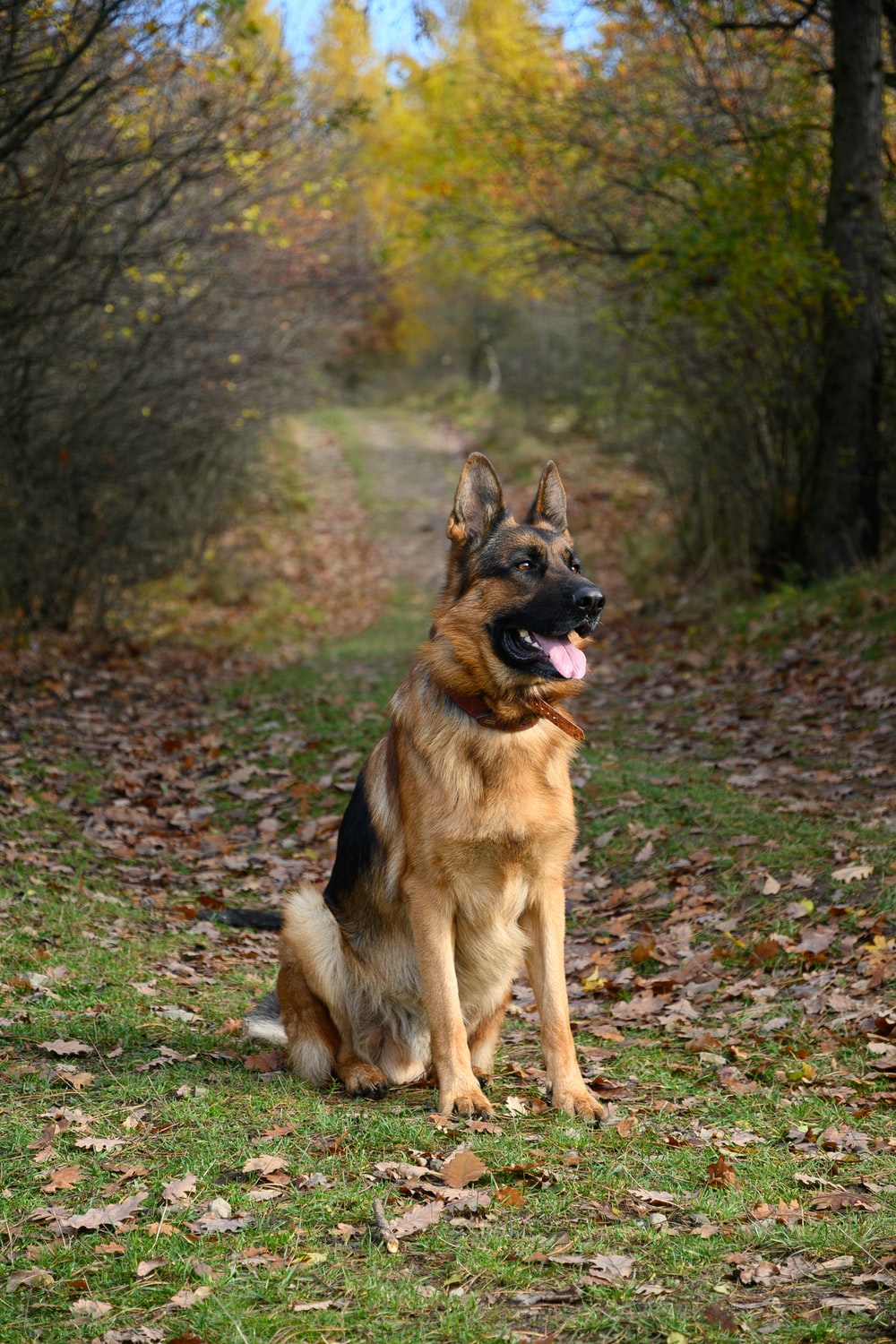 Detail Pics Of German Shepherd Dog Nomer 53