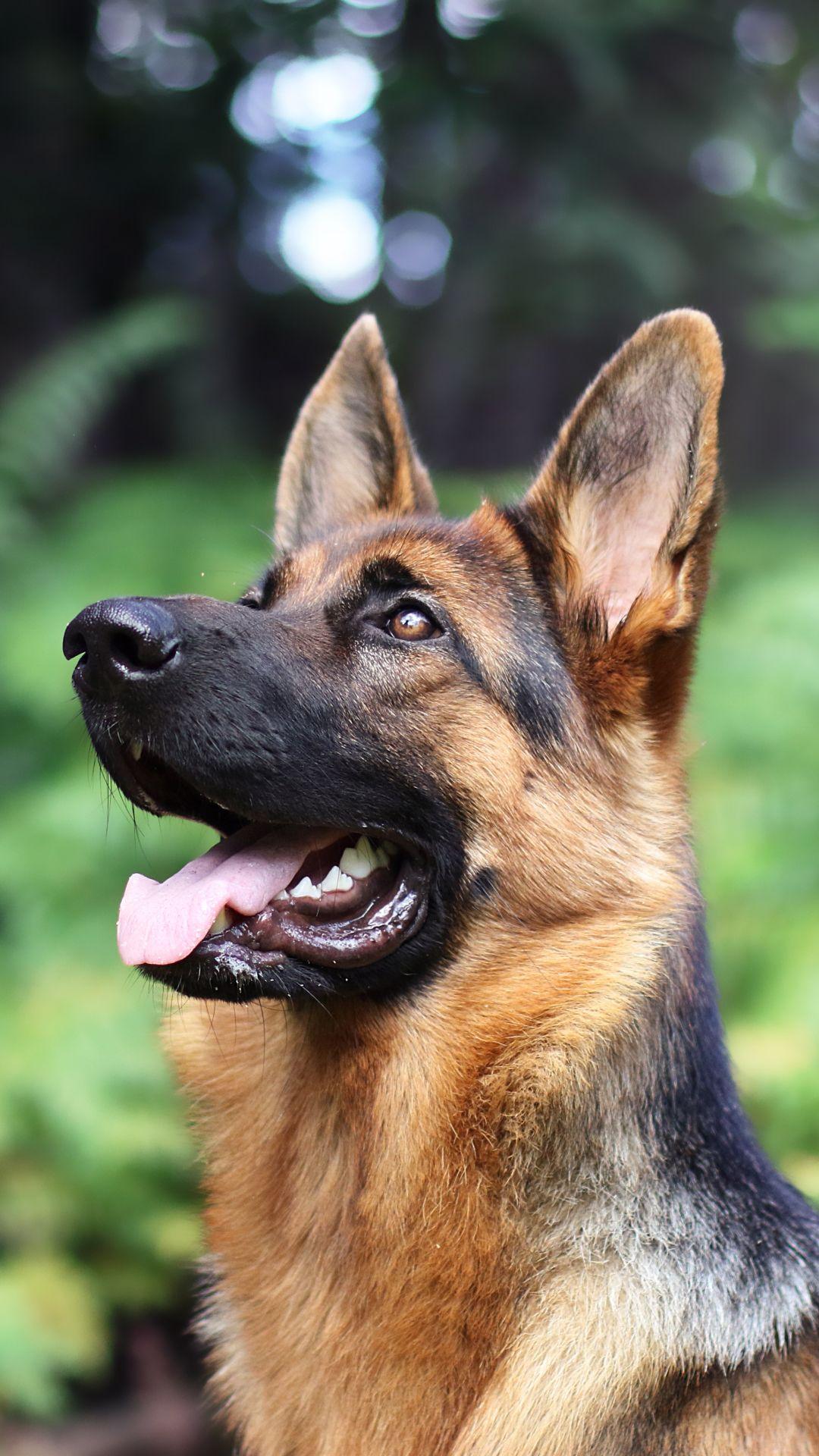 Detail Pics Of German Shepherd Dog Nomer 56