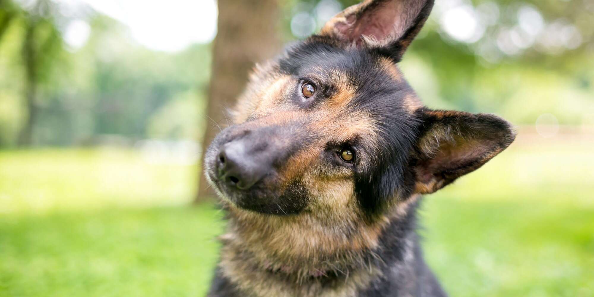 Detail Pics Of German Shepherd Dogs Nomer 20