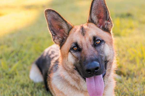 Detail Pics Of German Shepherd Dogs Nomer 24