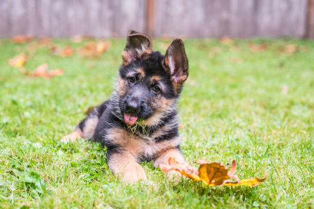 Detail Pics Of German Shepherd Puppies Nomer 22