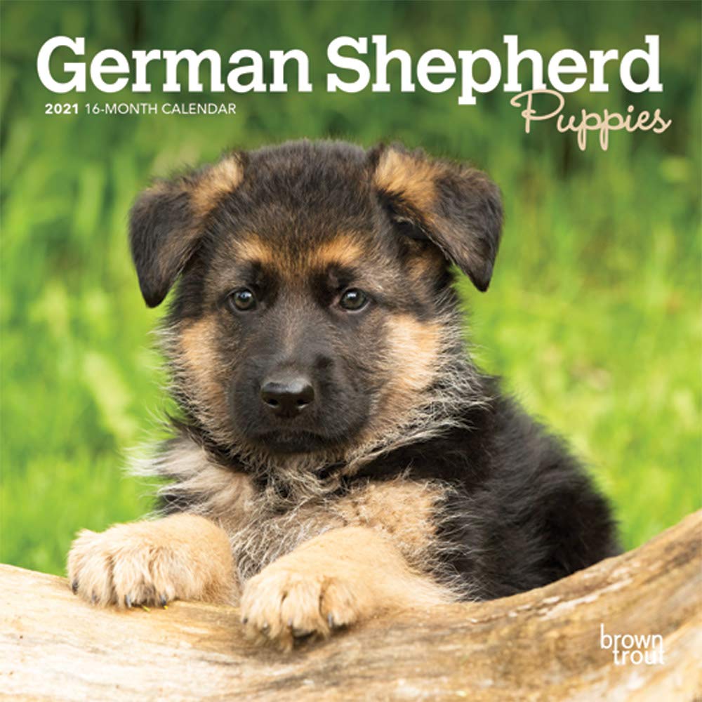 Detail Pics Of German Shepherd Puppies Nomer 23