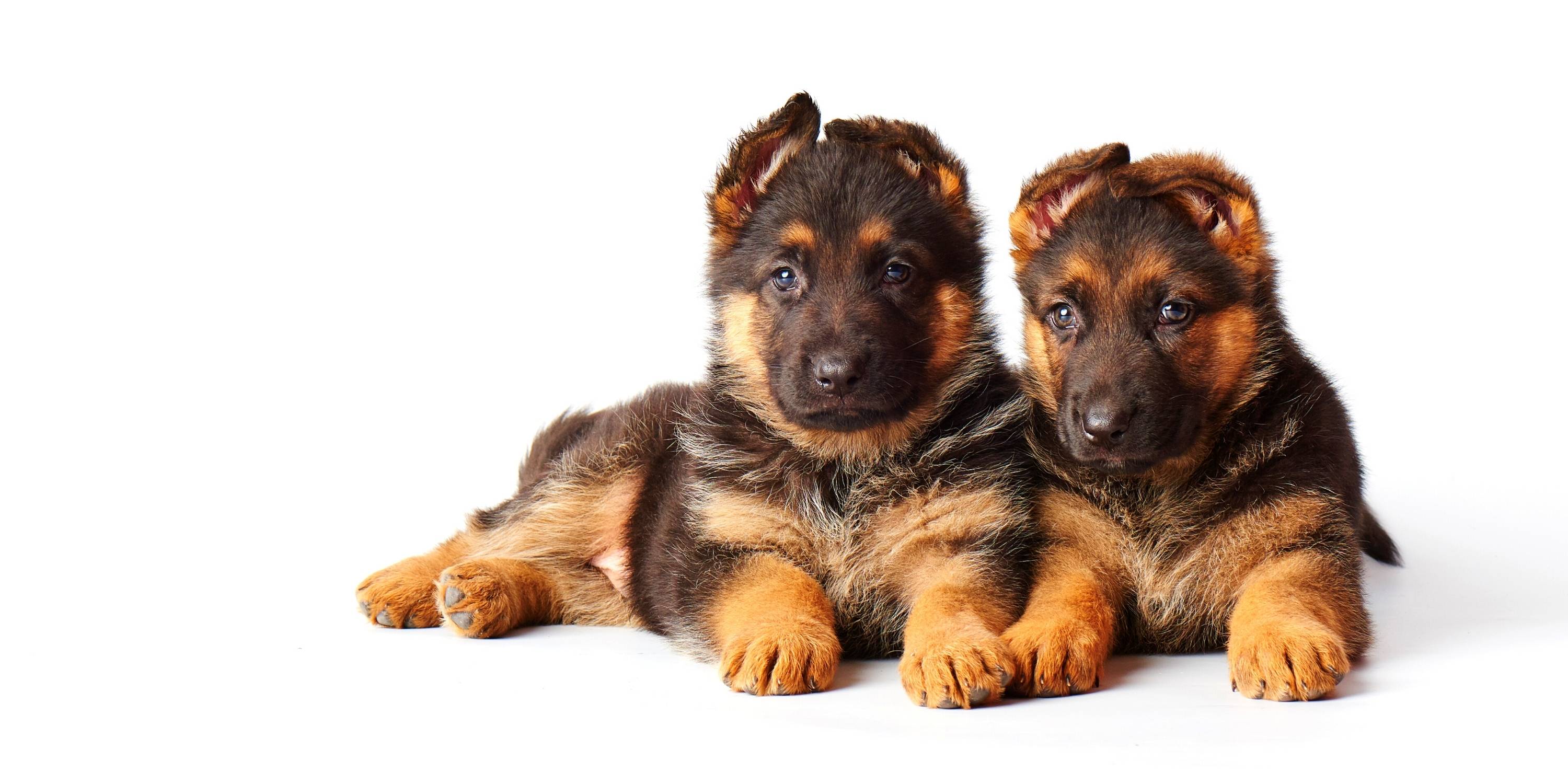 Detail Pics Of German Shepherd Puppies Nomer 27