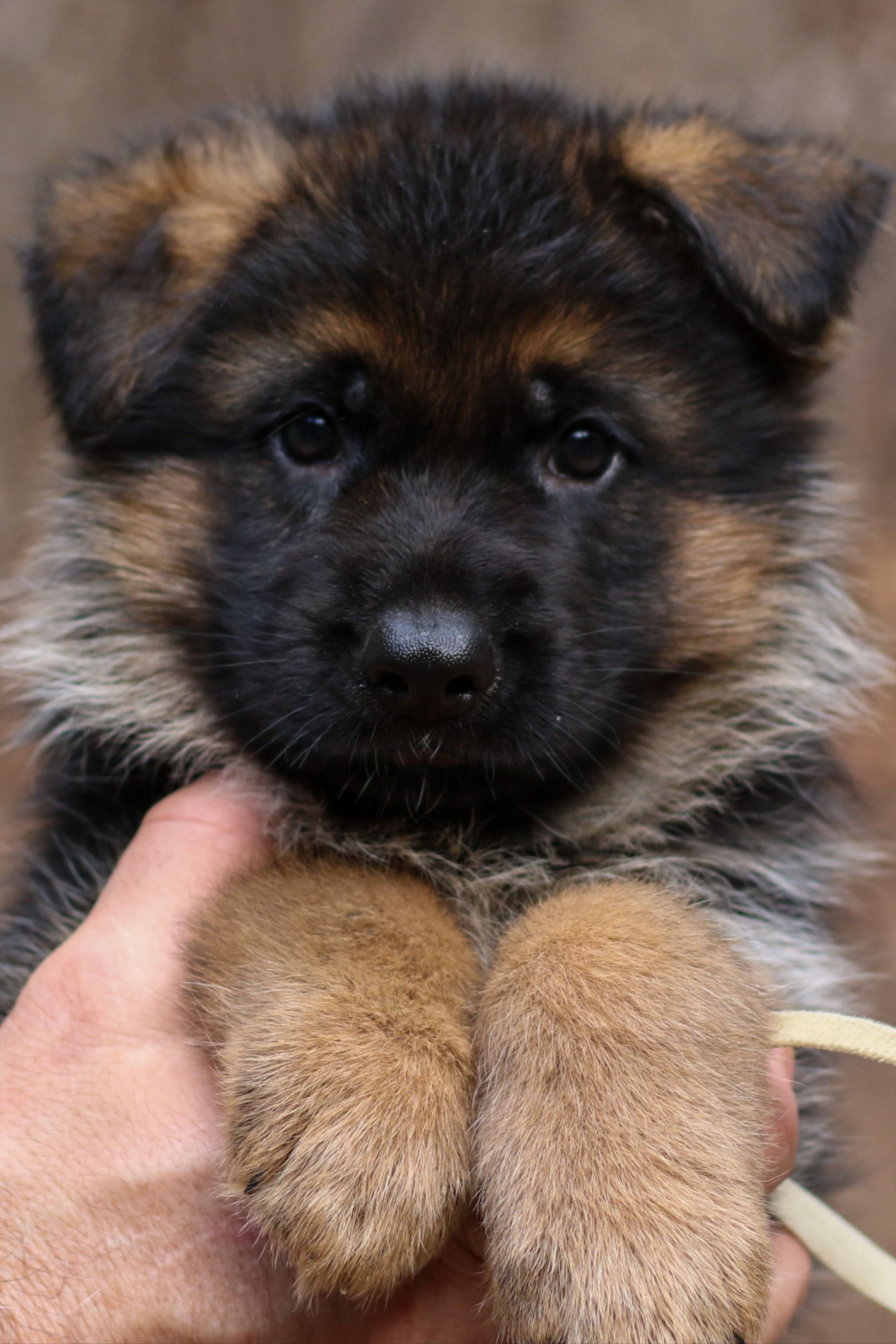 Detail Pics Of German Shepherd Puppies Nomer 36