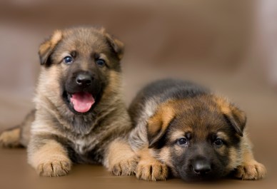 Detail Pics Of German Shepherd Puppies Nomer 39