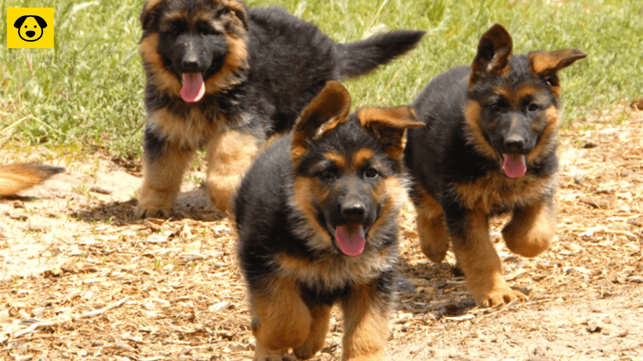 Detail Pics Of German Shepherd Puppies Nomer 44