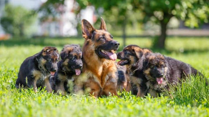 Detail Pics Of German Shepherd Puppies Nomer 9