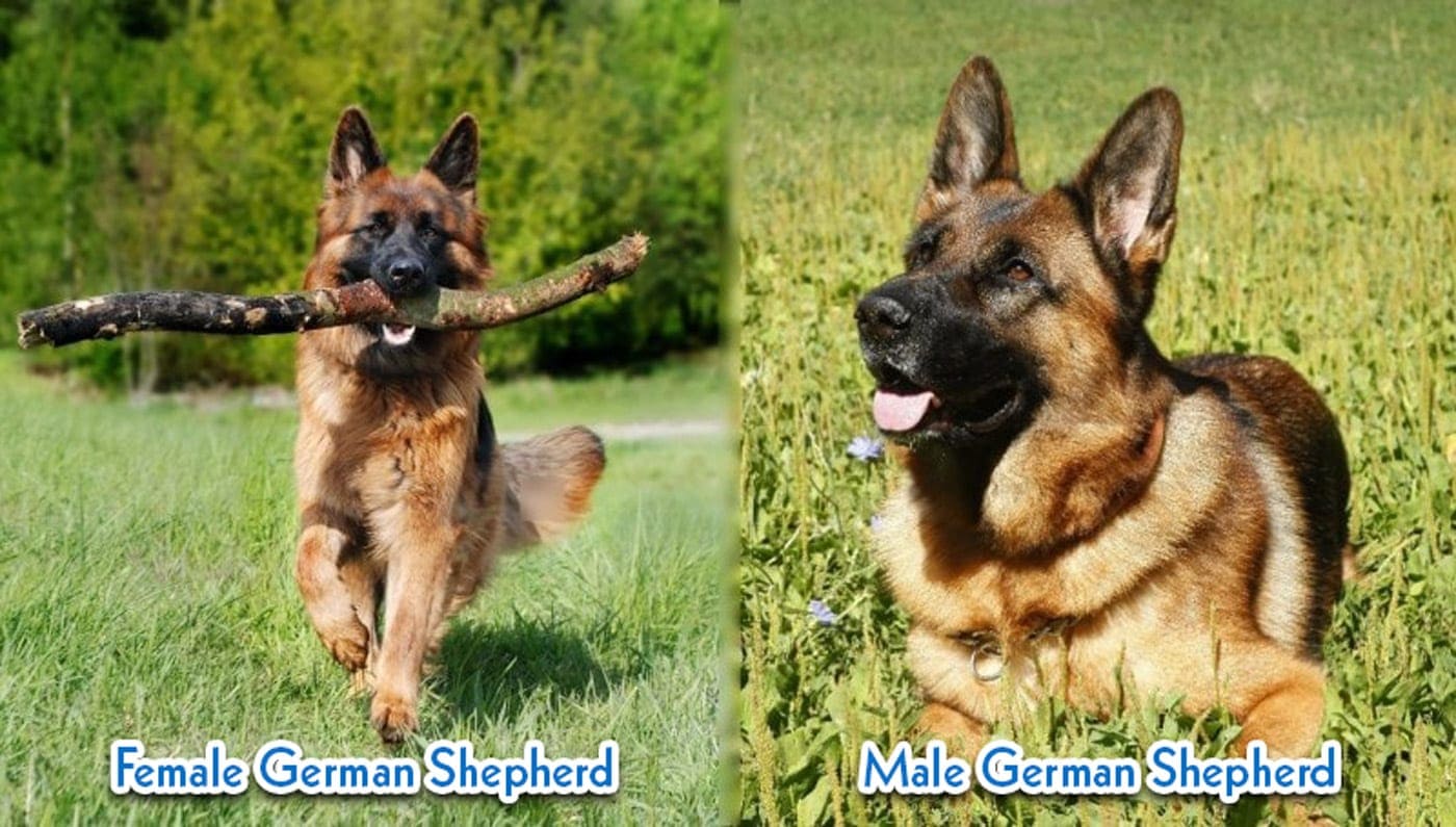 Detail Pics Of German Shepherds Nomer 40