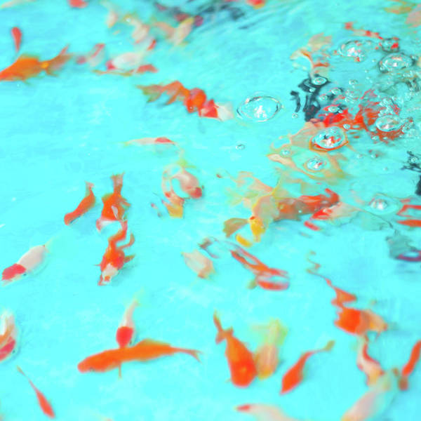 Detail Pics Of Goldfishes Nomer 54