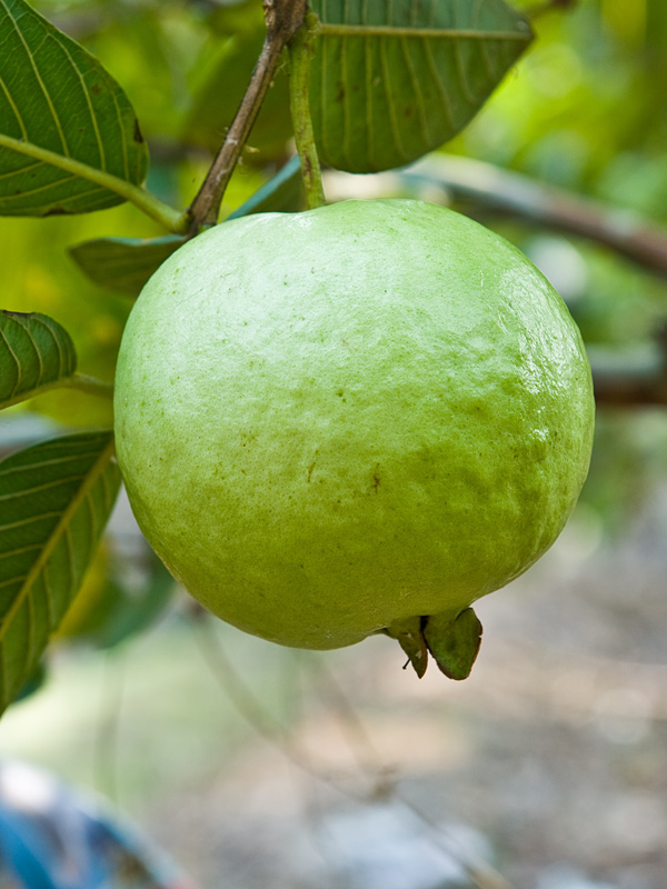 Detail Pics Of Guava Nomer 43