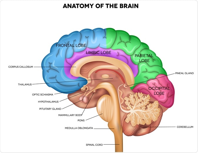 Detail Pics Of Human Brains Nomer 18