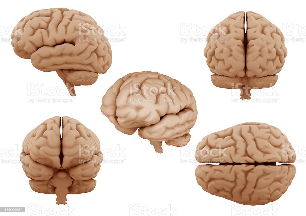 Detail Pics Of Human Brains Nomer 22