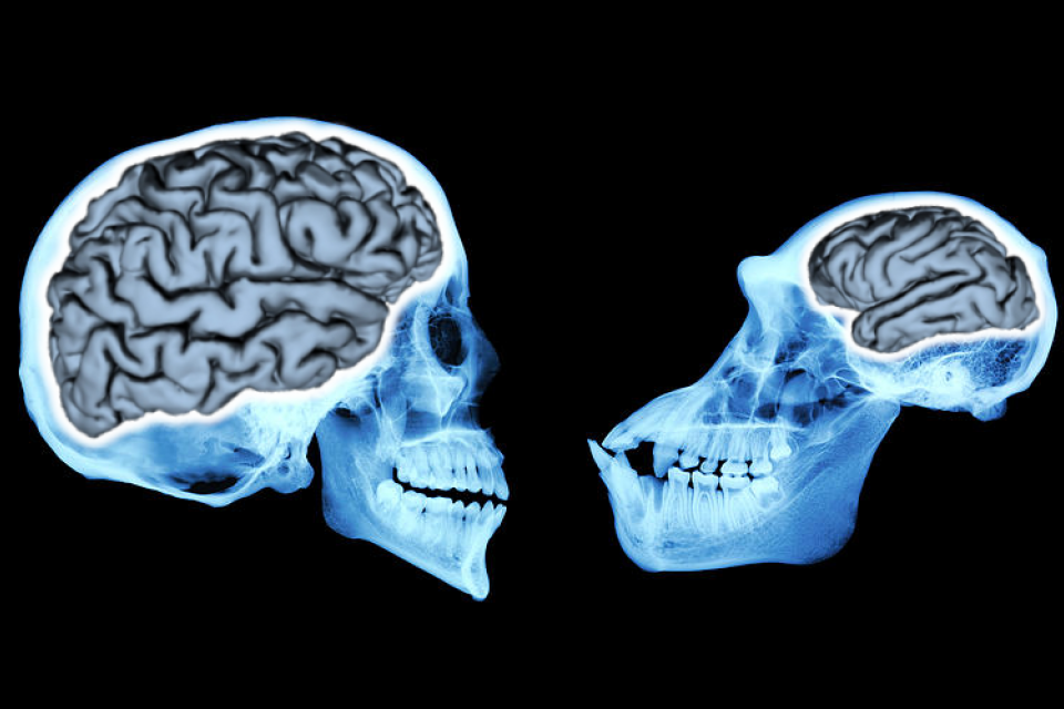 Detail Pics Of Human Brains Nomer 34