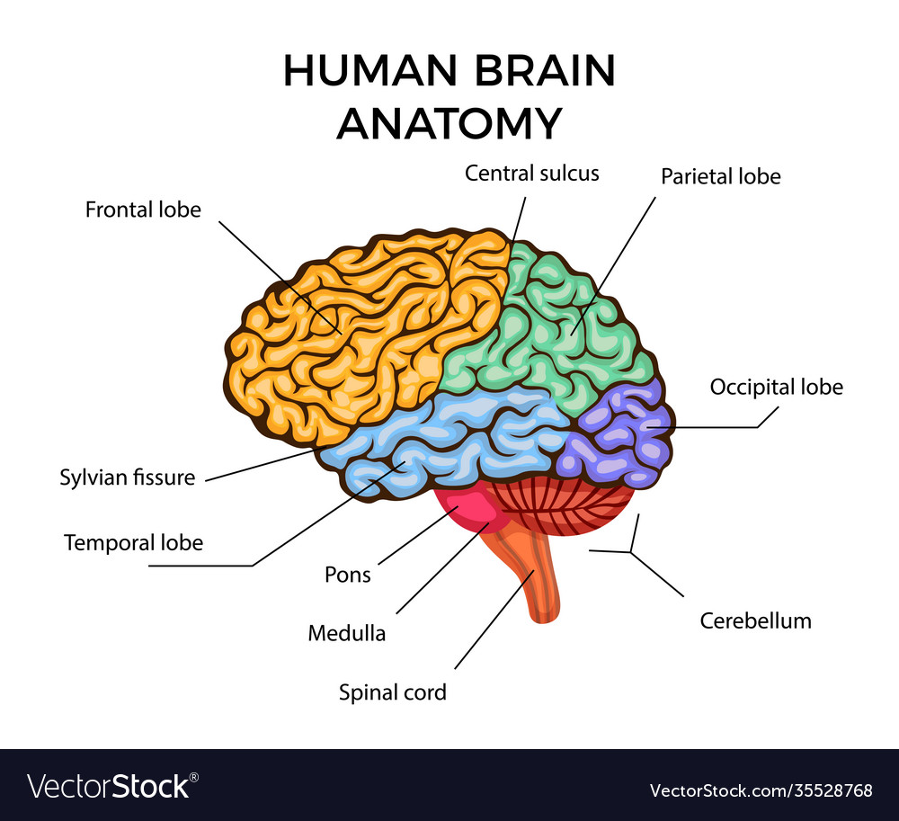 Detail Pics Of Human Brains Nomer 38