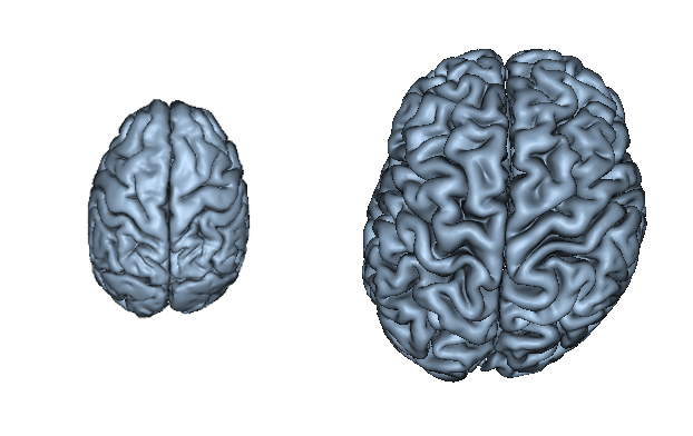 Detail Pics Of Human Brains Nomer 41