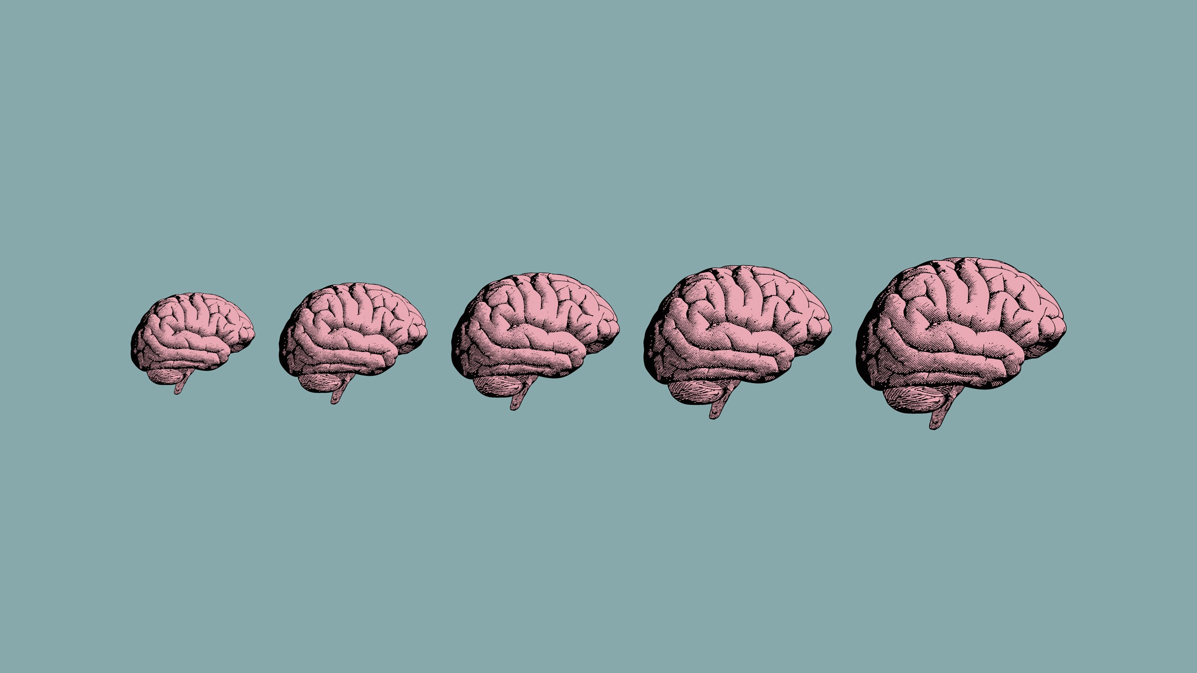 Detail Pics Of Human Brains Nomer 44