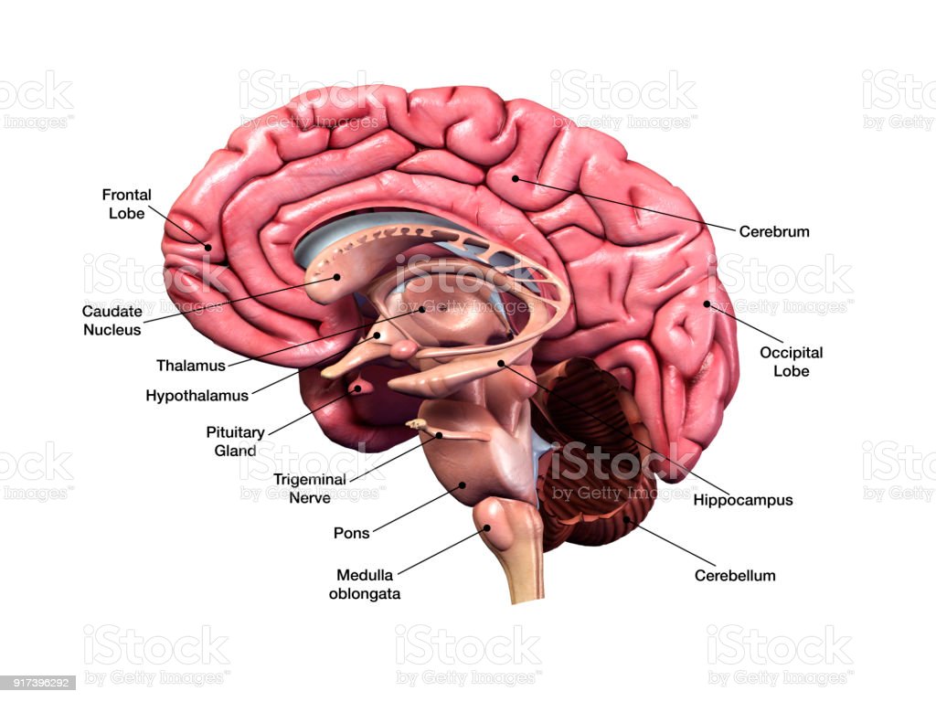 Detail Pics Of Human Brains Nomer 51