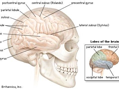 Detail Pics Of Human Brains Nomer 52