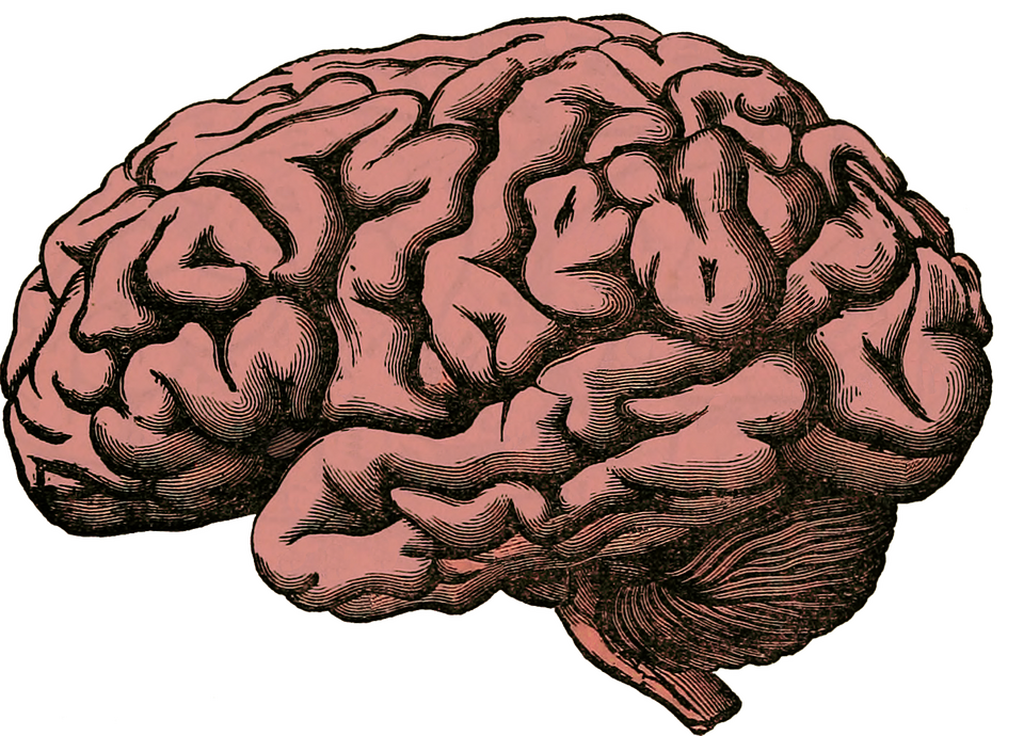 Detail Pics Of Human Brains Nomer 7