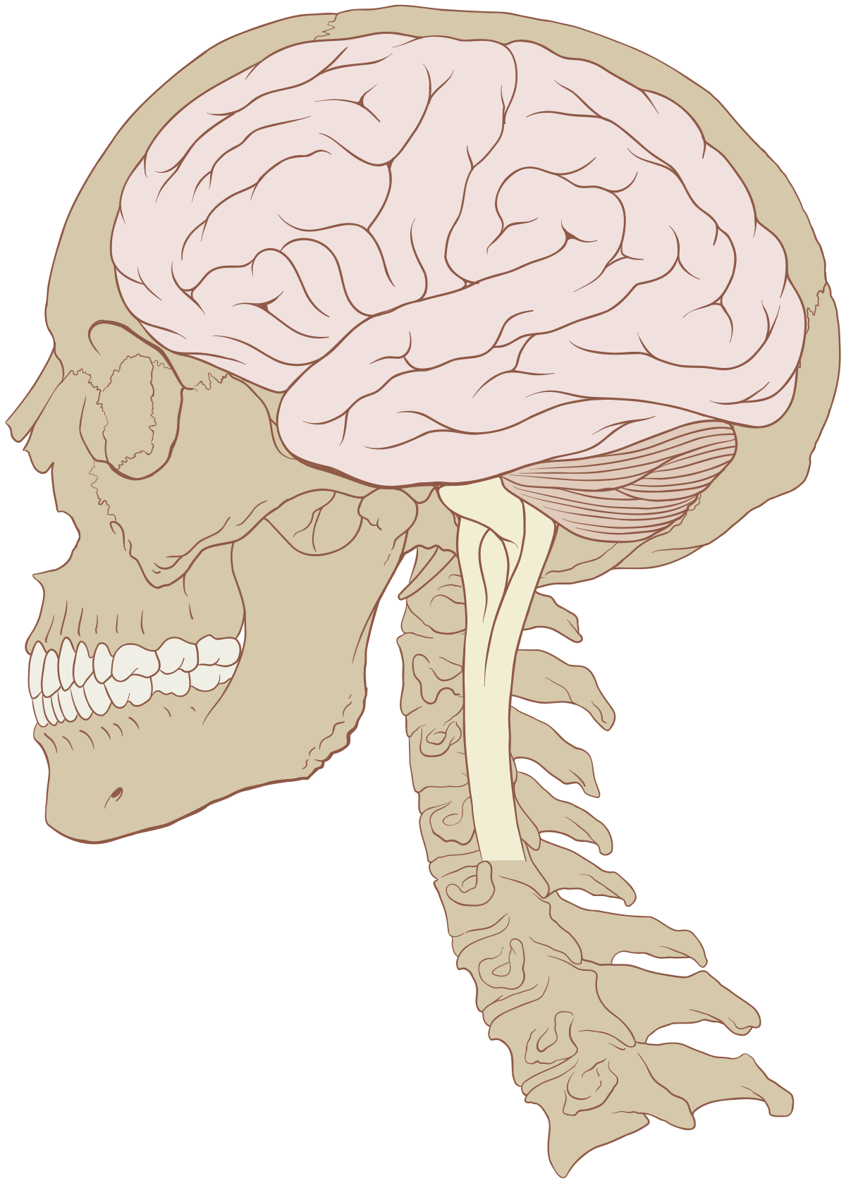 Detail Pics Of Human Brains Nomer 8