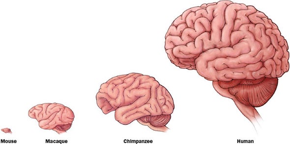 Detail Pics Of Human Brains Nomer 10