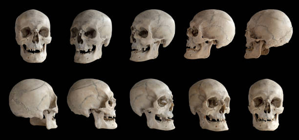 Detail Pics Of Human Skulls Nomer 3