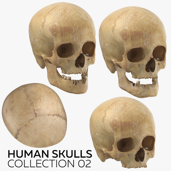 Detail Pics Of Human Skulls Nomer 30